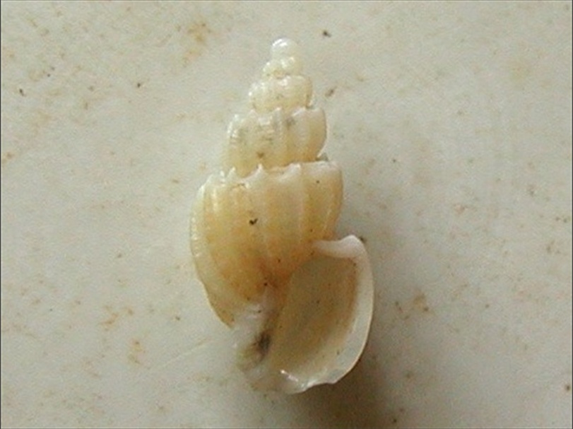 Narona coronata